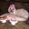 chloelucy