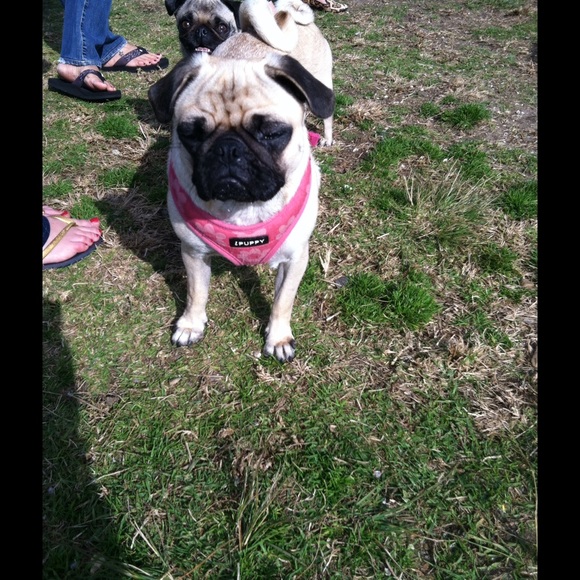 puggolda