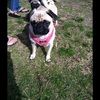 puggolda