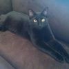thecatzmeow