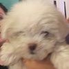 toby4