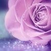 lisy_love