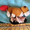 cavalierpups