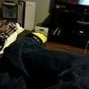 theflip33