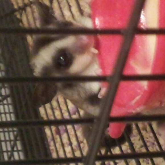 sugarglider77