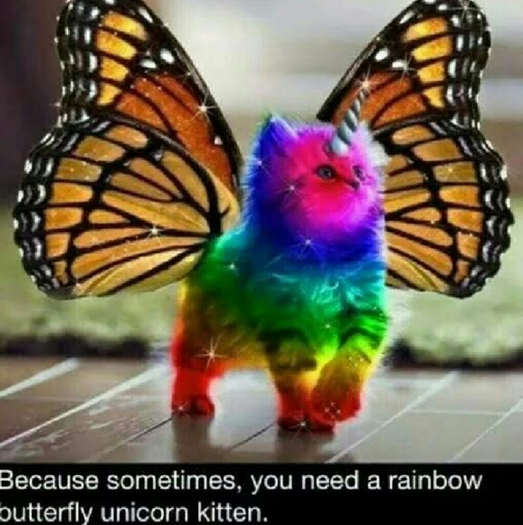 butterflykitten
