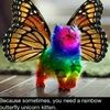 butterflykitten
