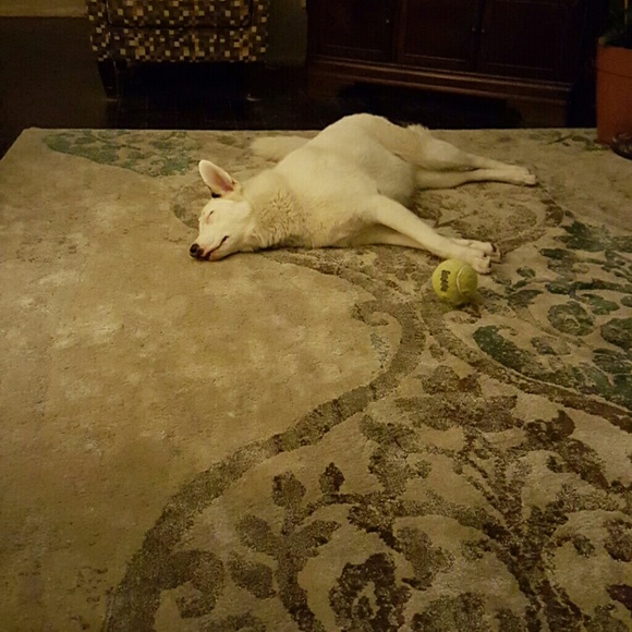 kallidog