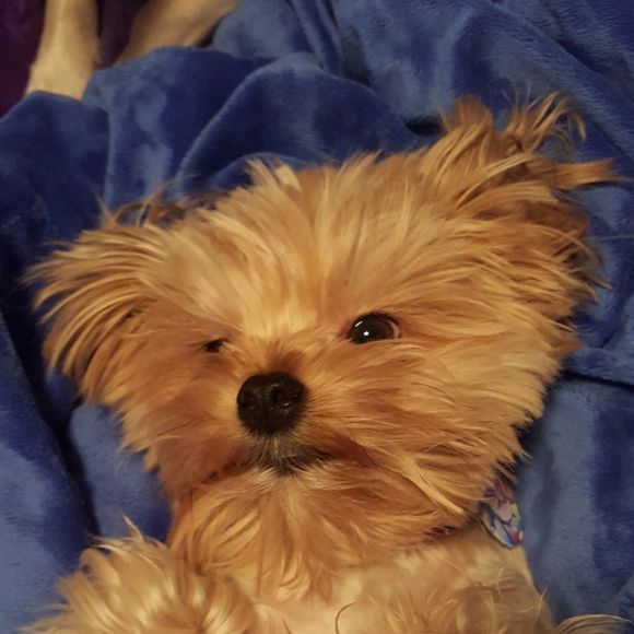 saydedoodle