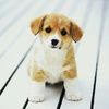 haylie_bridge