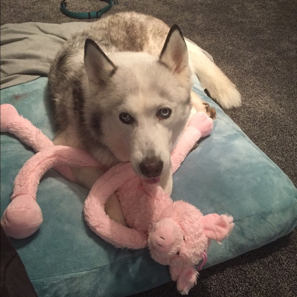 huskylove86