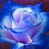 donna03