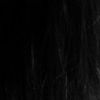elizabeth_ant