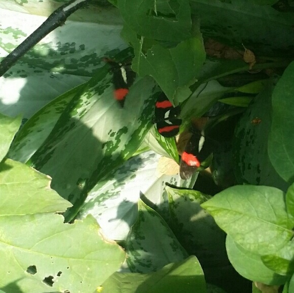 froggy_1