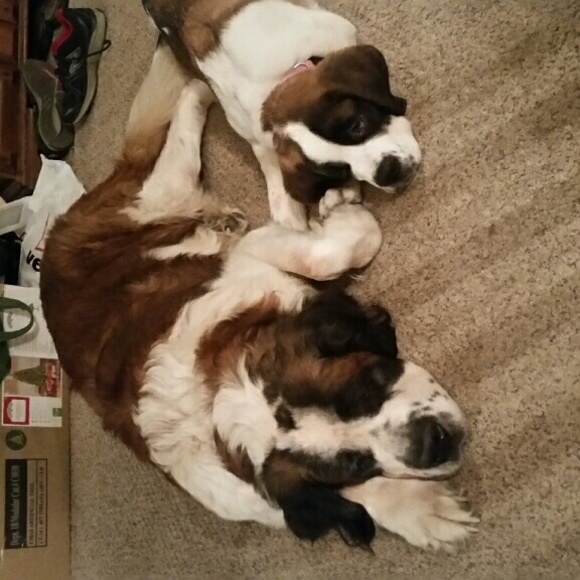 dogoz030