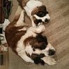 dogoz030