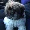 bribbear08