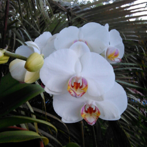 cocomain