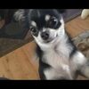 tatertot_potato