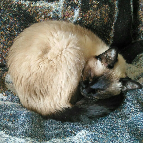 sixcat