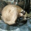 sixcat
