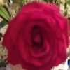 lady_t253