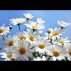 daises13