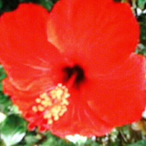loreint