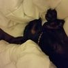 milliedog