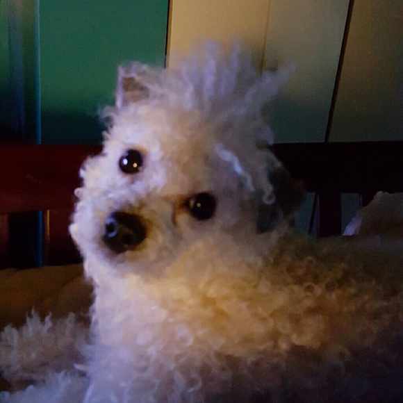 poodlerosado
