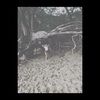 carlieee_5