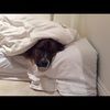 flyingsquirrel7