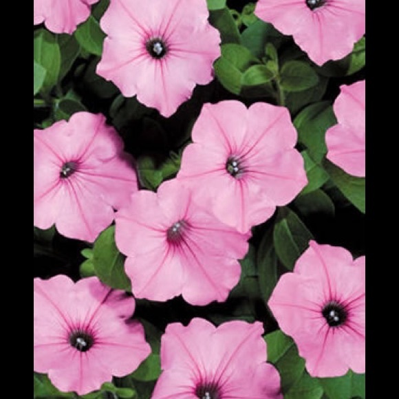 dflower151