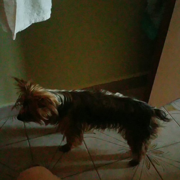 peluche01