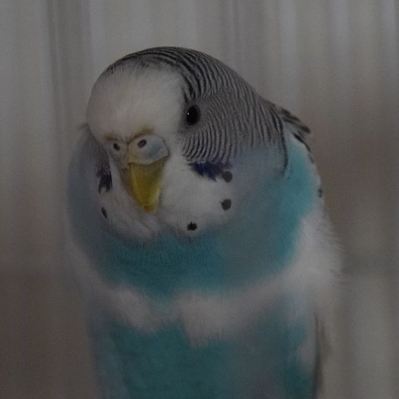 silra