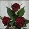 laurengill3467