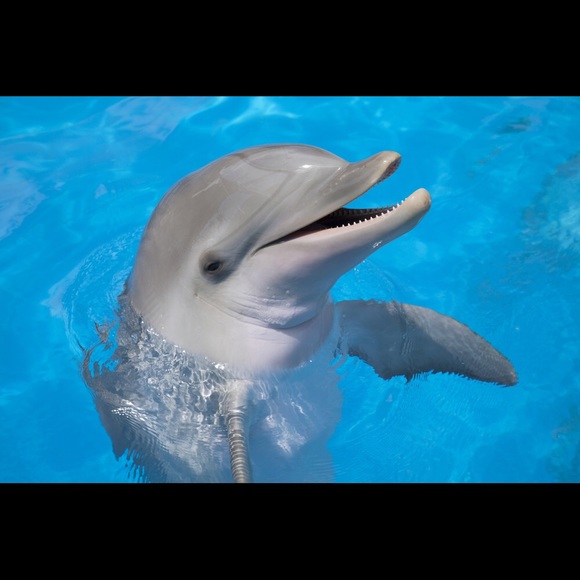 dolphinzz