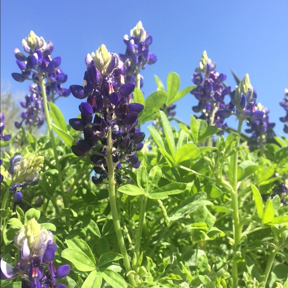 violet30_