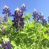 violet30_