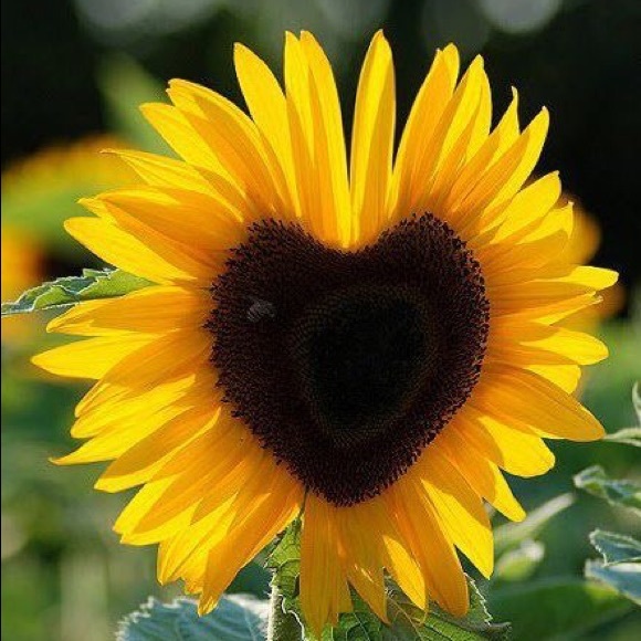 flower555