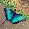 brea_87
