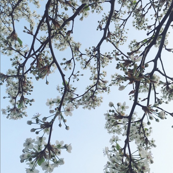 eliana_andonov