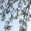 eliana_andonov