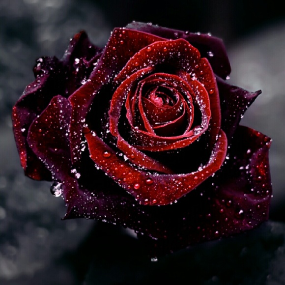 lovely_rose21