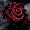 lovely_rose21