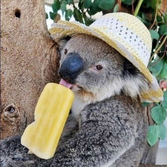 real_koala1