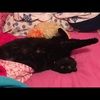 misstarr