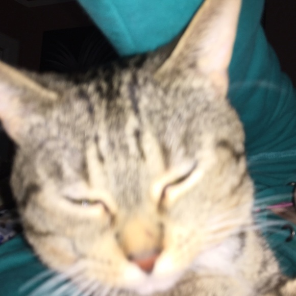 coolkitten