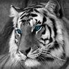 rapon