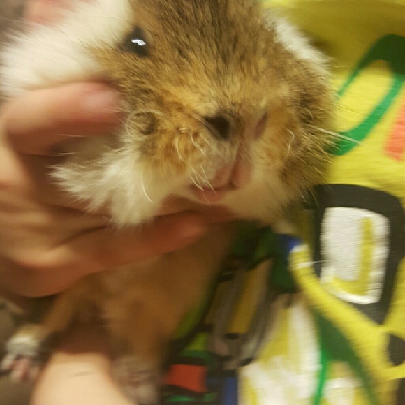 guineapig28